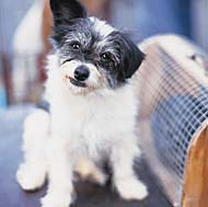 Cute little puppy dog
