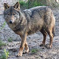 Wolf